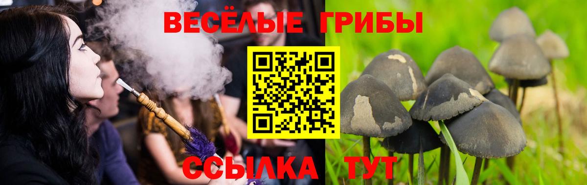 Псилоцибиновые грибы Psilocybe Новоуральск